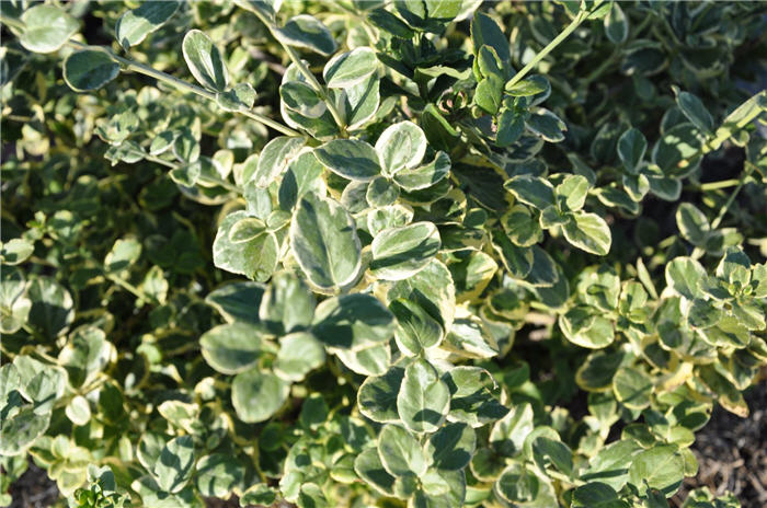 Plant photo of: Euonymus fortunei 'Canadale Gold'