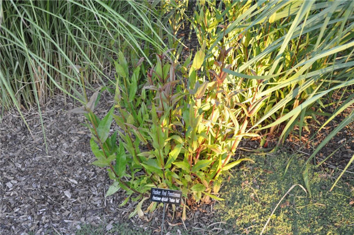 Plant photo of: Penstemon digitalis 'Husker Red'