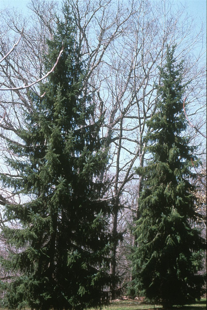 Plant photo of: Picea omorika