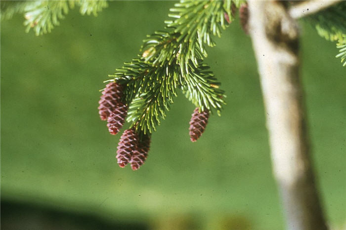 Plant photo of: Picea omorika