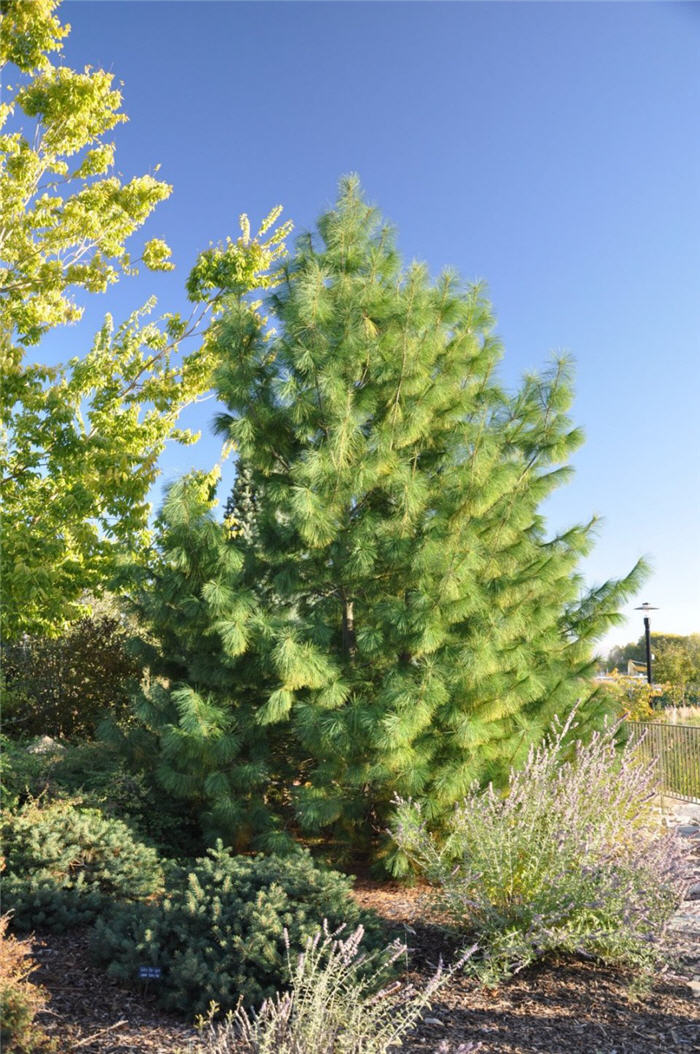 Plant photo of: Pinus strobiformis