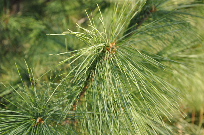 Plant photo of: Pinus strobiformis