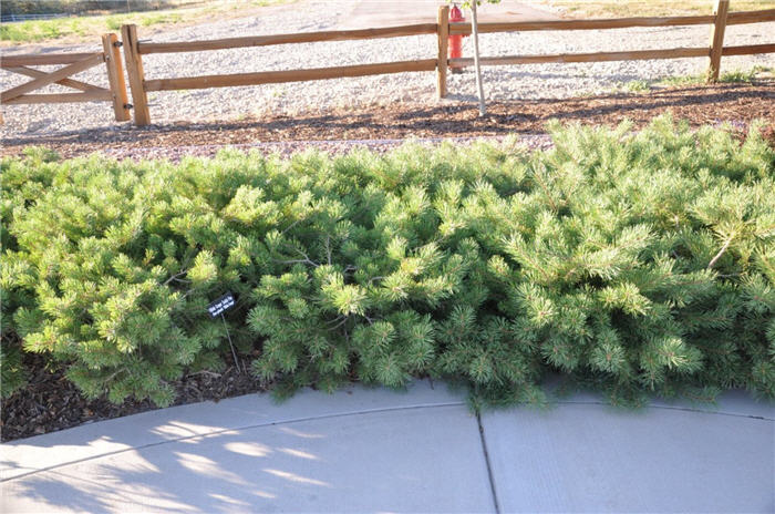 Plant photo of: Pinus sylvestris 'Hillside Creeper'