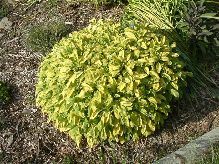 Plant photo of: Salvia officinalis 'Icterina'