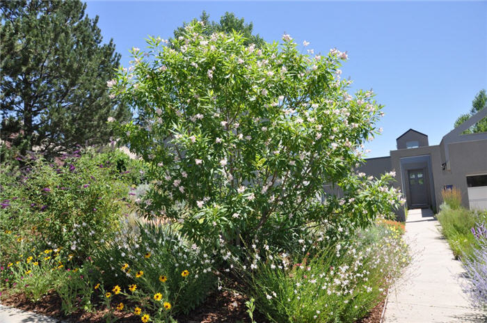 Plant photo of: Viburnum lantana 'Mohican'