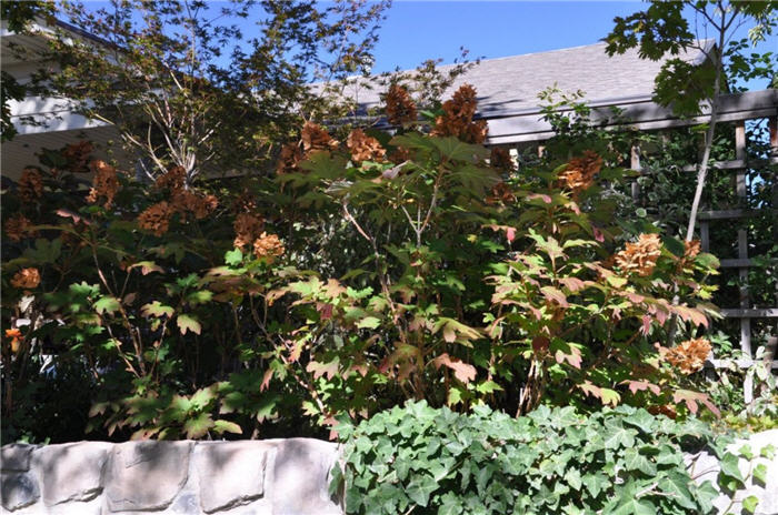 Plant photo of: Viburnum trilobum