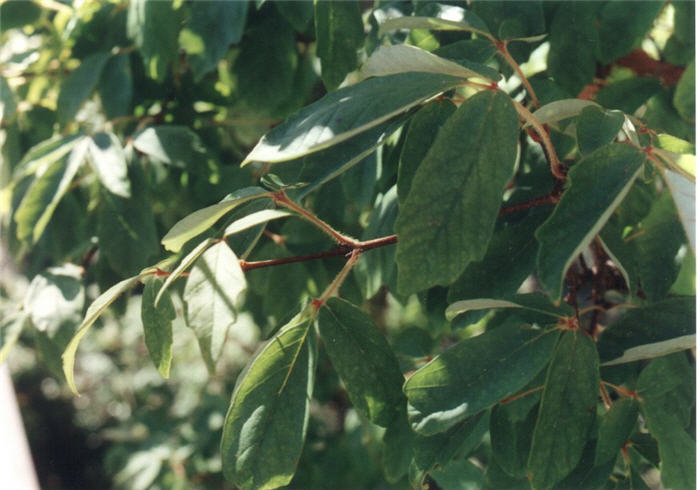 Plant photo of: Acer griseum