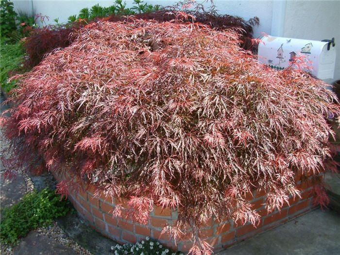 Plant photo of: Acer palmatum 'Dissectum Nigrum'