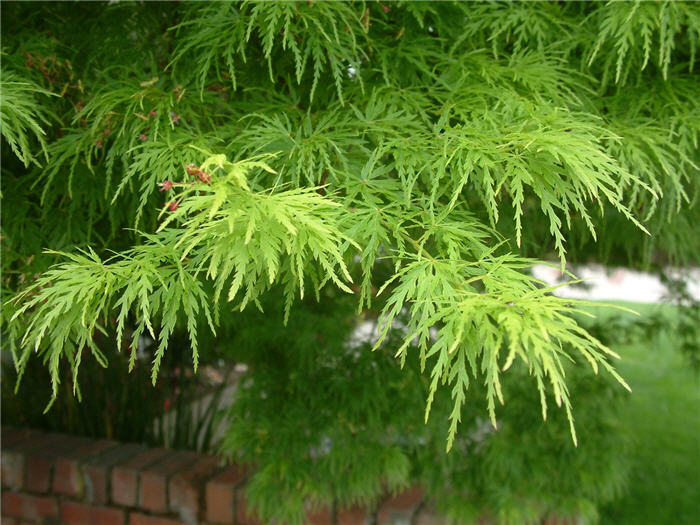 Plant photo of: Acer palmatum 'Dissectum'