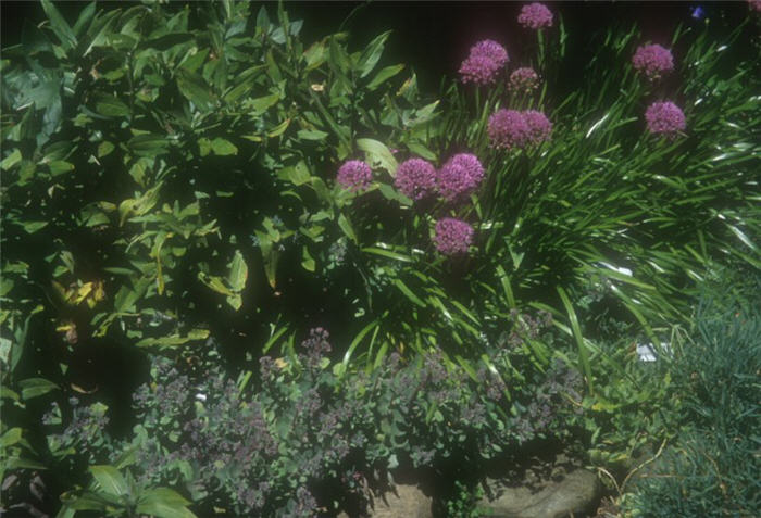 Plant photo of: Allium senescens