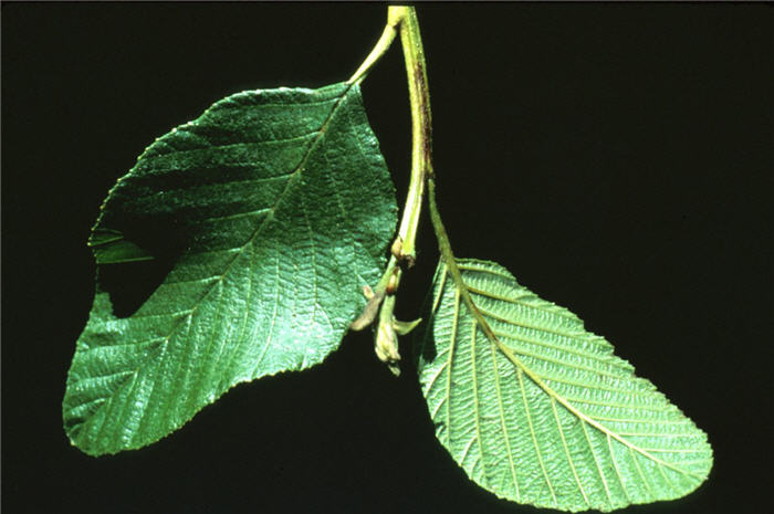Plant photo of: Alnus glutinosa