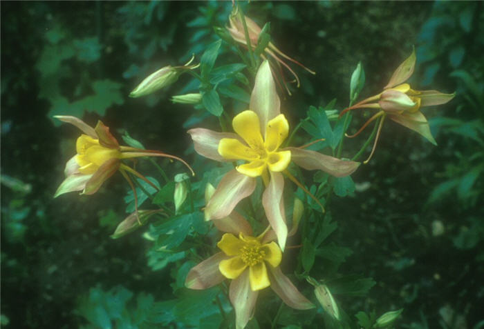 Plant photo of: Aquilegia hybrids 'McKana Giants'