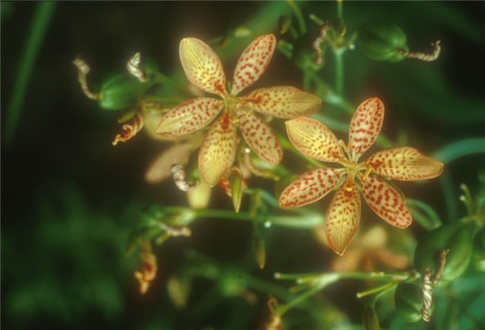 Plant photo of: Belamcanda chinensis