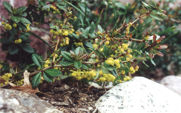 Plant photo of: Berberis x gladwynensis 'William Penn'