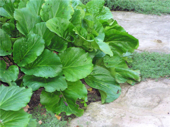 Plant photo of: Bergenia hybrids