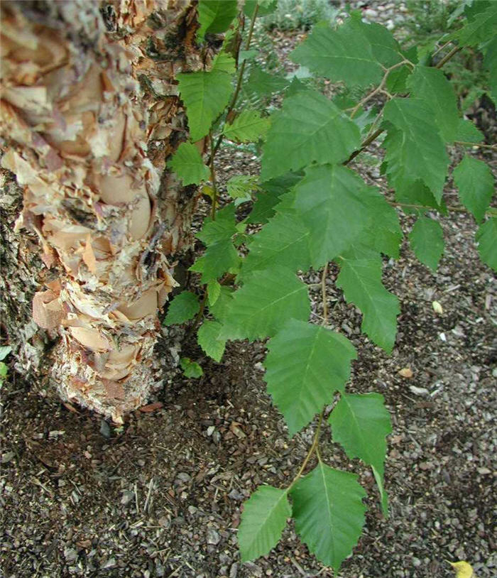 Plant photo of: Betula nigra