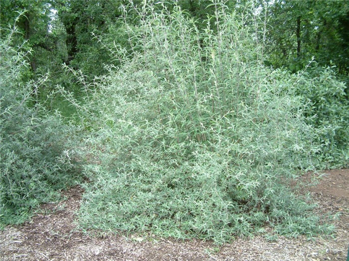 Plant photo of: Buddleja x 'Lochinch'