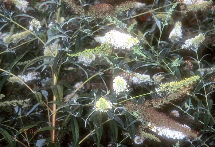 Plant photo of: Buddleja davidii 'White Bouquet'