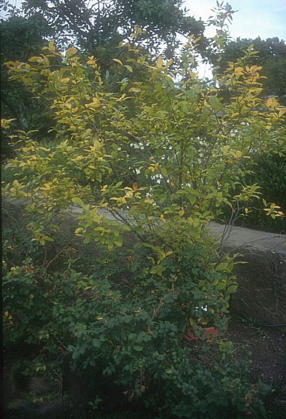 Plant photo of: Calycanthus floridus
