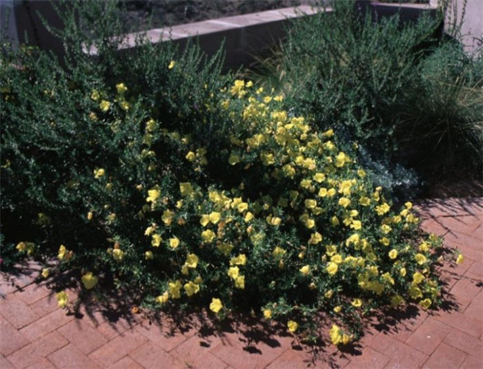 Plant photo of: Calylophus hartwegii fendleri