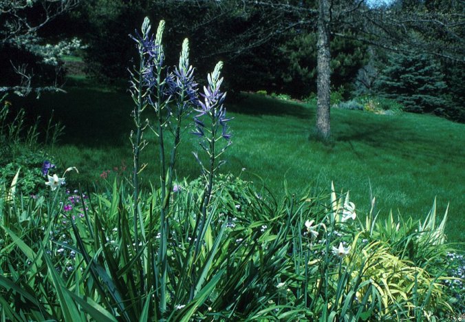 Plant photo of: Camassia cusickii