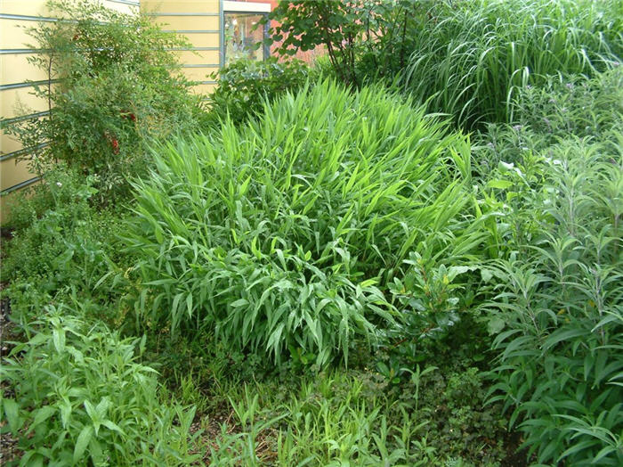 Plant photo of: Chasmanthium latifolium