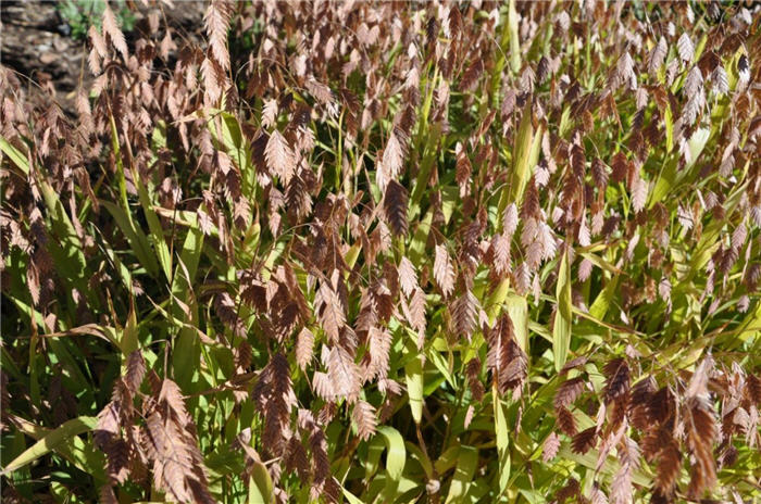 Plant photo of: Chasmanthium latifolium