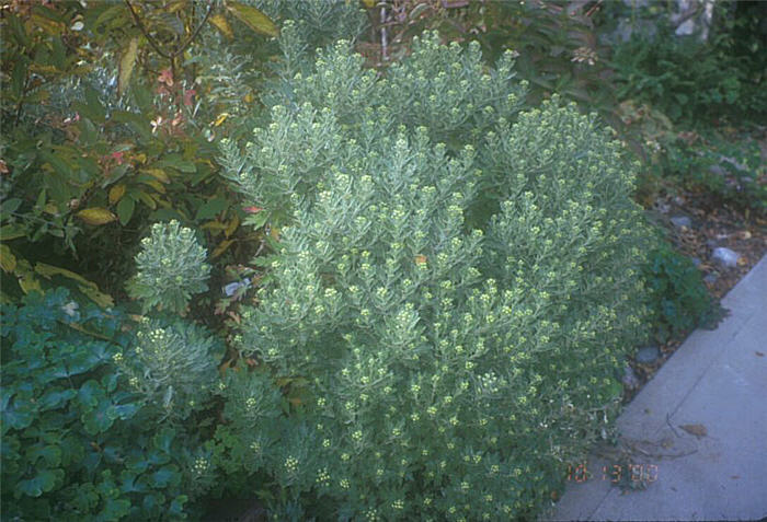 Plant photo of: Ajania pacificum