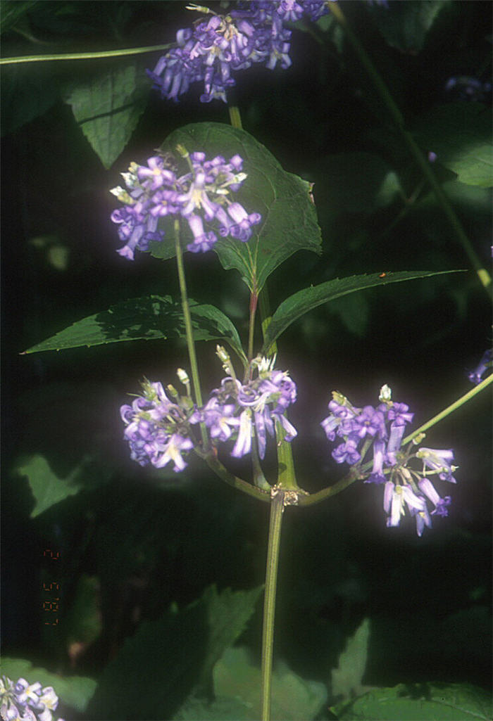 Plant photo of: Clematis heracleifolia