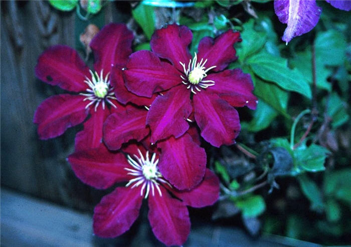 Plant photo of: Clematis hybrids