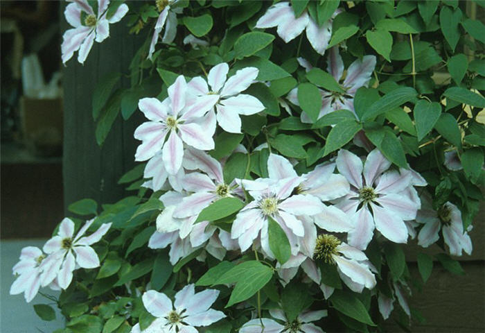 Plant photo of: Clematis hybrids