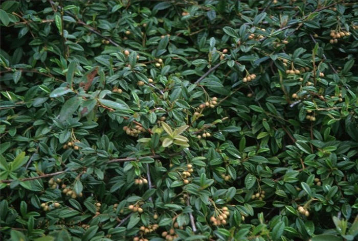 Plant photo of: Cotoneaster salicifolius 'Repens'
