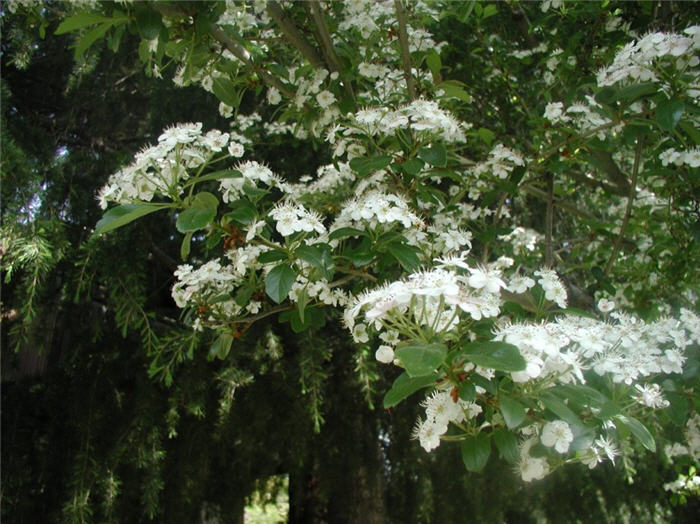 Plant photo of: Crataegus laevigata v. alba plena