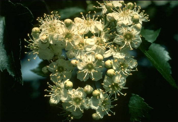 Plant photo of: Crataegus phaenopyrum