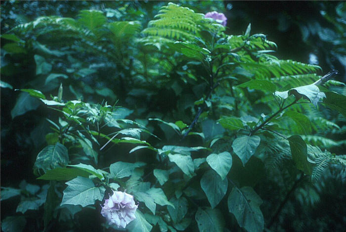 Plant photo of: Datura wrighti