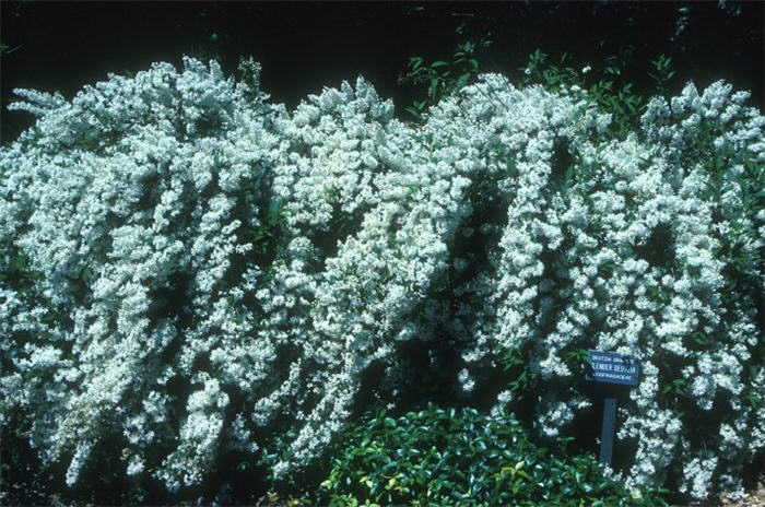 Plant photo of: Deutzia gracilis