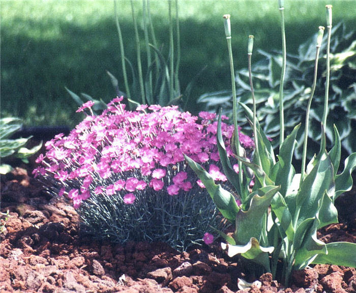 Plant photo of: Dianthus caryophyllus