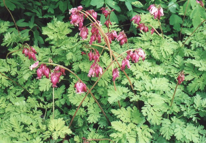 Plant photo of: Dicentra 'Luxuriant'