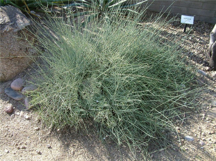 Plant photo of: Ephedra nevadensis