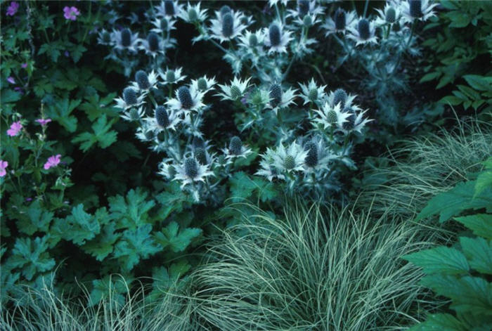 Plant photo of: Eryngium