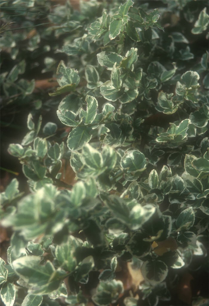 Plant photo of: Euonymus fortunei 'Variegated'