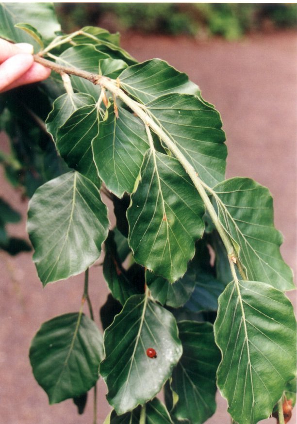 Plant photo of: Fagus sylvatica 'Pendula'
