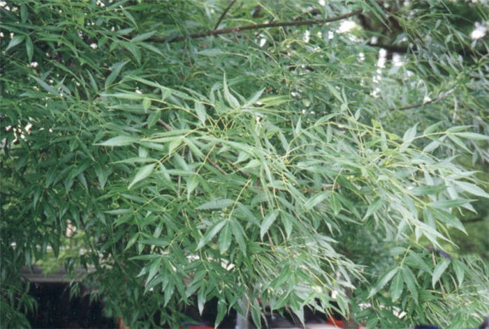 Plant photo of: Fraxinus angustifolia 'Raywood'