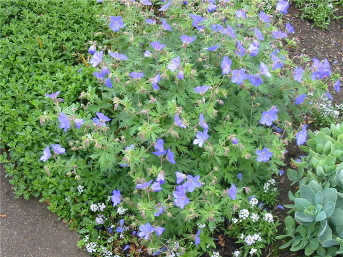 Plant photo of: Geranium x 'Johnson's Blue'