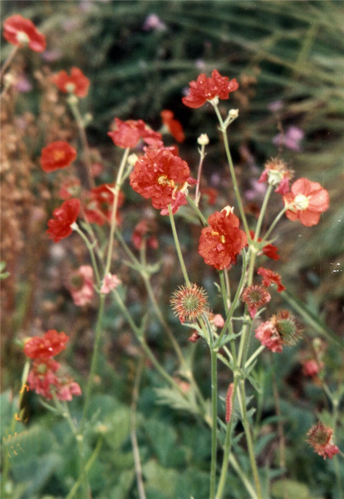 Plant photo of: Geum chiloense 'Mrs. Bradshaw'