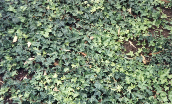 Plant photo of: Hedera helix cultivars