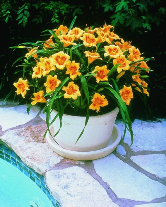 Plant photo of: Hemerocallis 'Black-Eyed Stella'
