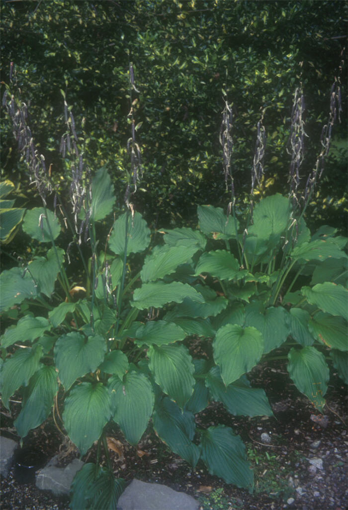 Plant photo of: Hosta 'Elizabeth Brown'