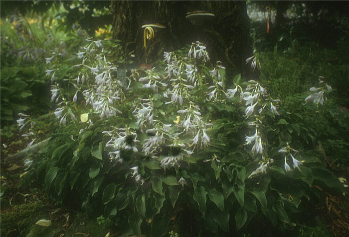 Plant photo of: Hosta 'Tot Tot'