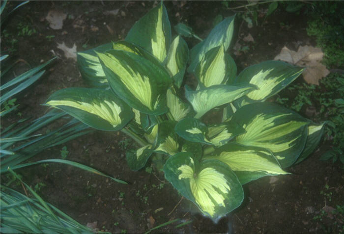 Plant photo of: Hosta 'Whirlwind'